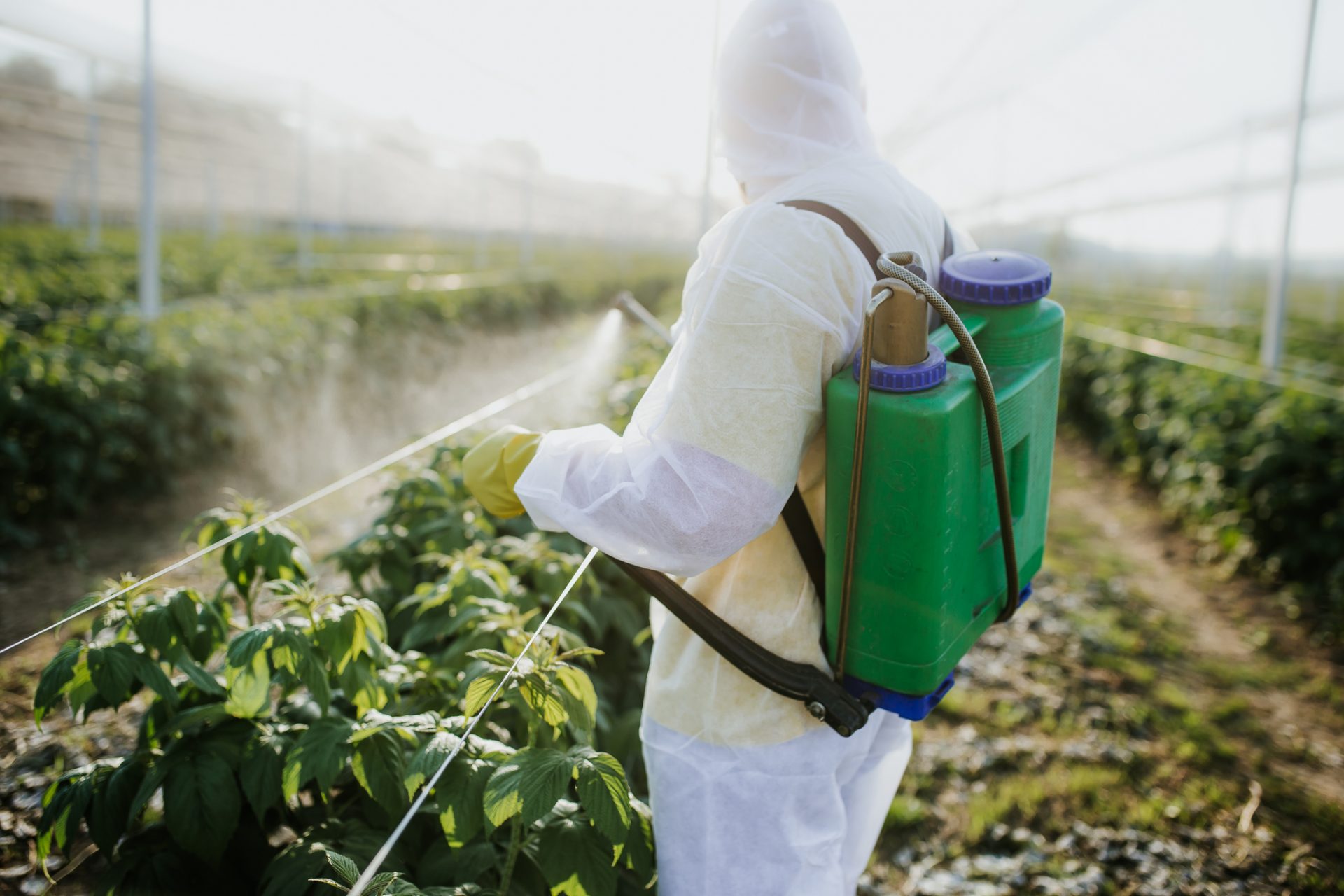 pesticide treatment in Lahore